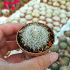 MAMMILLARIA GUELZOWIANA, image _ab__is.image_number.default