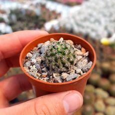MAMMILLARIA HERNANDEZII, image _ab__is.image_number.default