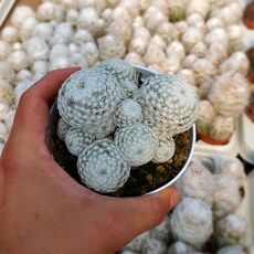 MAMMILLARIA HUMBOLDTII, image _ab__is.image_number.default