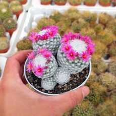 MAMMILLARIA HUMBOLDTII, image 