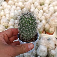 MAMMILLARIA MICROCARPA, image 