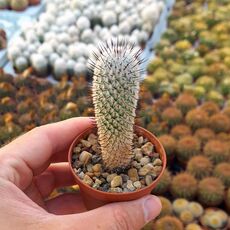 MAMMILLARIA PEREZDELAROSAE V. ANDERSONIANA, image 