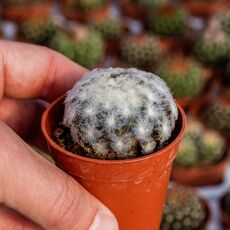 MAMMILLARIA PLUMOSA, image , 3 image