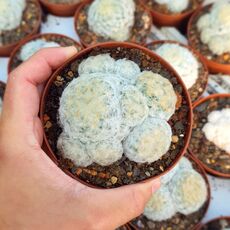 MAMMILLARIA PLUMOSA, image , 3 image