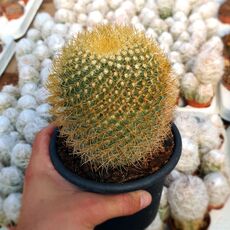 MAMMILLARIA PRINGLEI, image 