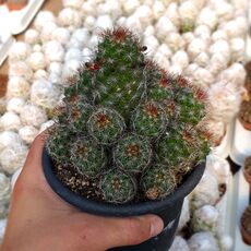 MAMMILLARIA SWINGLEI, image 
