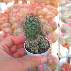 MAMMILLARIA SWINGLEI, image 