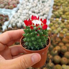 MAMMILLARIA VAGASPINA HELEN, image 