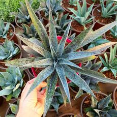 MANGAVE PINEAPPLE EXPRESS, image 