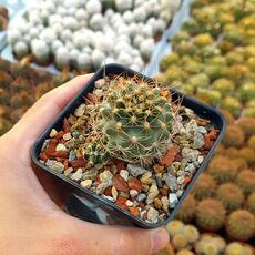 MATUCANA CALIANTHA, image 