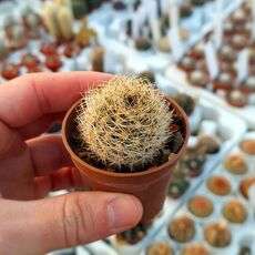 MATUCANA HAYNEI, image 