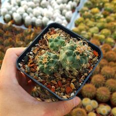 MATUCANA PAUCICOSTATA, image 