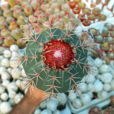 MELOCACTUS METANZANUS, image 