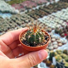 MELOCACTUS OREAS, image 