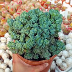 MYRTILLOCACTUS GEOMETRIZANS CRISTATA F. MINOR, image 