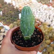 MYRTILLOCACTUS GEOMETRIZANS CV. GLORP, image 