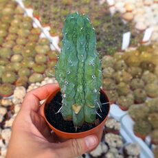 MYRTHILLOCACTUS GEOMETRIZANS CV. GRECAS, image 