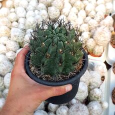 NEOPORTERIA PAUCICOSTATA, image 