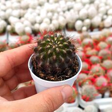 NEOPORTERIA RAPIFERA, image 