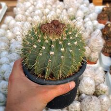 NOTOCACTUS BUININGII, image 