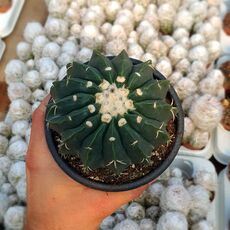 NOTOCACTUS ERINACEUS, image 