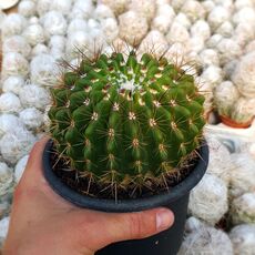 NOTOCACTUS HERTERI, image 