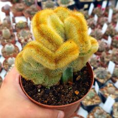 NOTOCACTUS LENINGHAUSII CRISTATA, image 