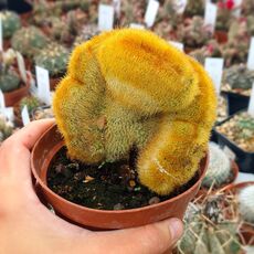 NOTOCACTUS LENINGHAUSII CRISTATA, image _ab__is.image_number.default