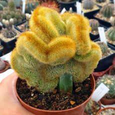 NOTOCACTUS LENINGHAUSII CRISTATA, image _ab__is.image_number.default