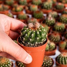 NOTOCACTUS UEBELMANNIANUS, image 