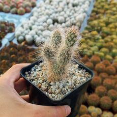 OPUNTIA POLYACANTHA V. ERINACEA URSINA, image 