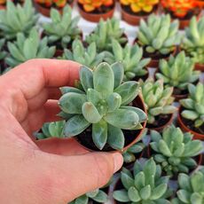 PACHYPHYTUM COMPACTUM, image 