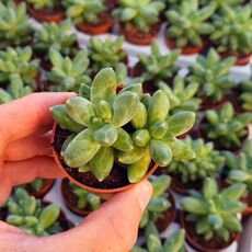 PACHYPHYTUM COMPACTUM, image , 2 image