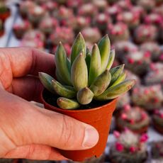 PACHYPHYTUM COMPACTUM, image 