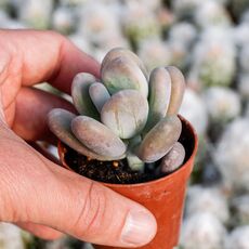 PACHYPHYTUM OVIFERUM, image _ab__is.image_number.default