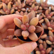 PACHYPHYTUM VIRIDE, image 