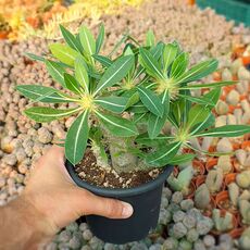 PACHYPODIUM HOROMBENSE, image 