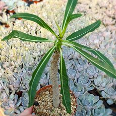 PACHYPODIUM RUTENBERGIANUM, image 
