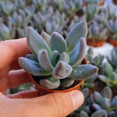 PACHYVERIA DRACO, image 