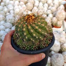 PARODIA MAIRANANA, image 
