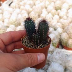 PILOSOCEREUS BRADEI, image 