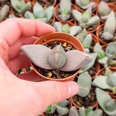 PLEIOSPILOS BOLUSII, image 