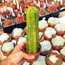 POLASKIA CHICHIPE VARIEGATA, image 