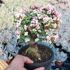 PORTULACARIA AFRA CANDY, image 