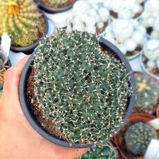 PUNA SUBTERRANEA F. INCAHAUSI, image 