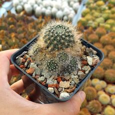 REBUTIA FLAVISTYLA, image 
