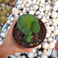 REBUTIA KRAINZIANA INERMIS CRESTATA, image _ab__is.image_number.default