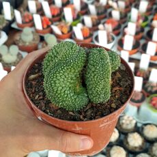 REBUTIA KRAINZIANA INERMIS CRESTATA, image 