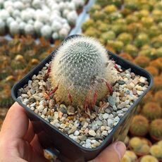 REBUTIA MUSCULA, image 