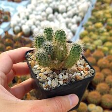 REBUTIA VULPINA, image 
